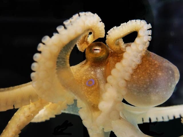 Octopus keeps changing its RNA to survive in hot and cold water!