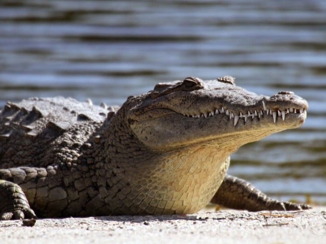 Crocodile pregnant without male in Costa Rica, first rare occurrence